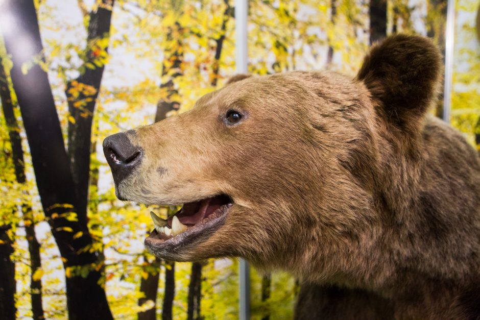 Veisiejų regioniniame parke aptikta lokio pėdsakų