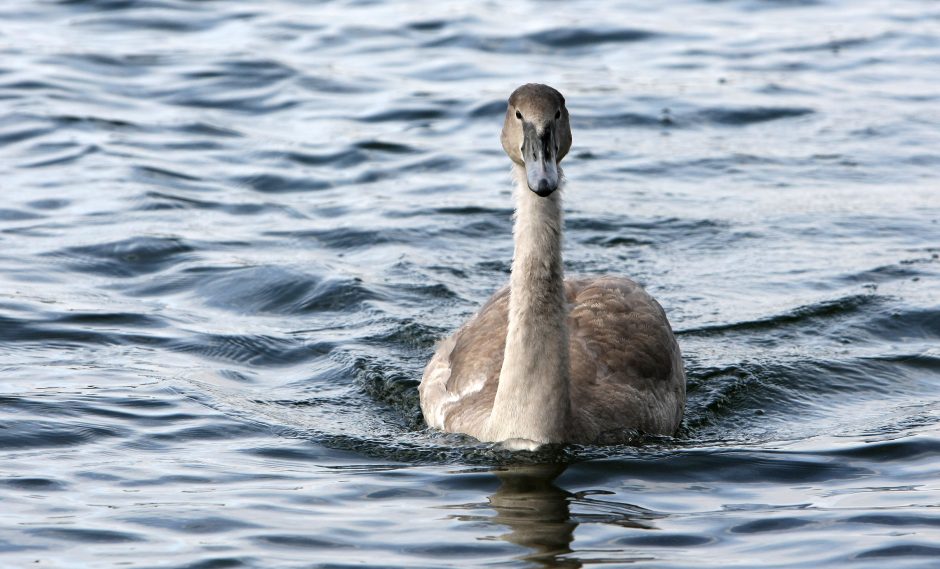 Gamtosaugininkai: žiemą ne visiems paukščiams reikia pagalbos