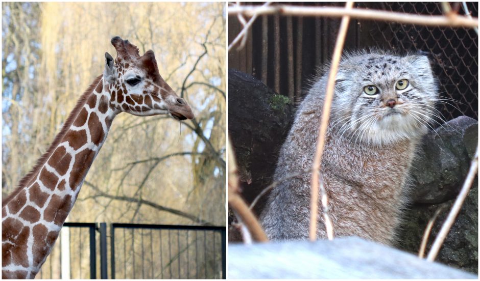 Kokią likusią žiemą pranašauja Lietuvos zoologijos sodo gyvūnai?