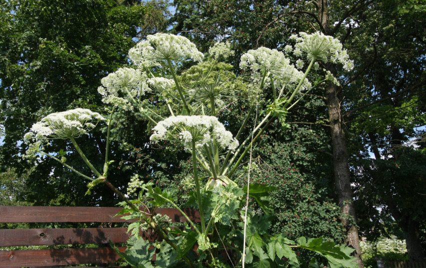 Pavojingo augalo plitimas uostamiestyje – suvaldytas