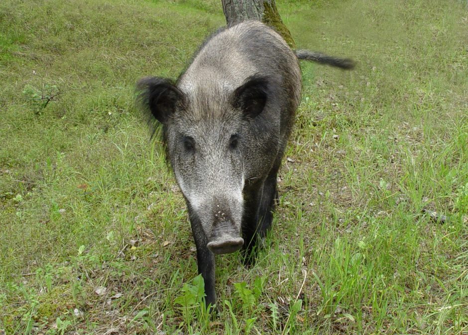 Dituvą atakuoja šernai: medžiotojai po sodus su šautuvais nelakstys