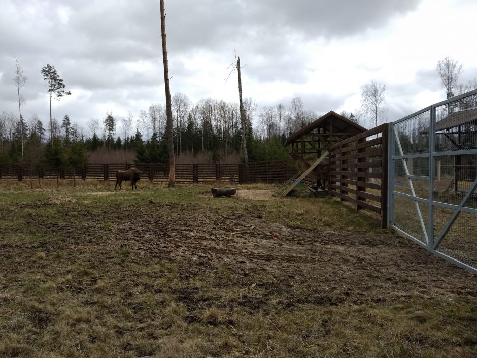 Į Žvėrinčių atkeliavo naujas gyventojas – beveik dviejų metų stumbriukas