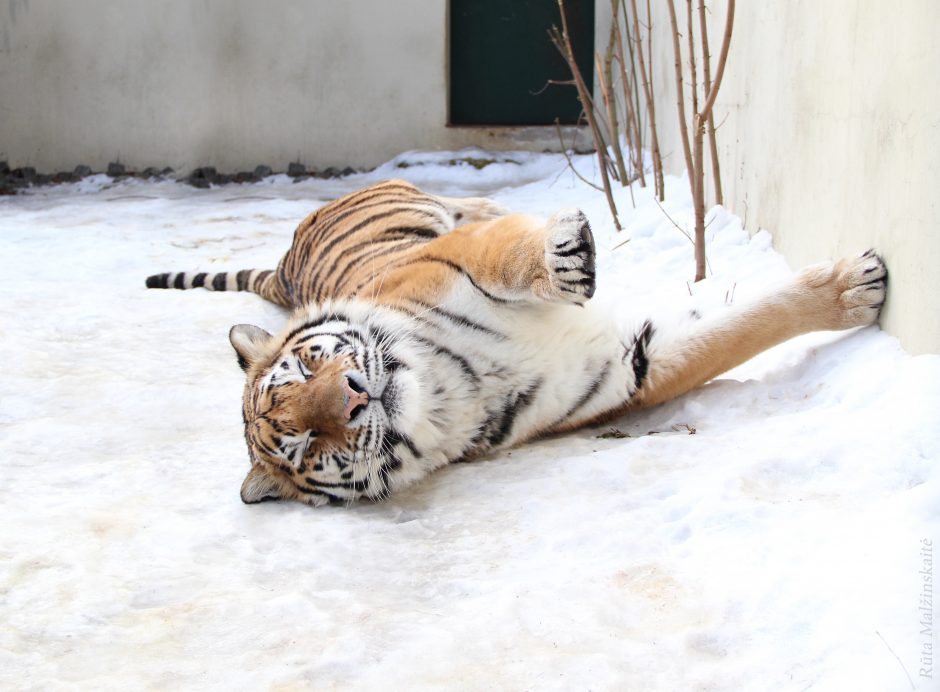 Lietuvos zoologijos sodo tigrės prognozė: kokie bus 2022-ieji?