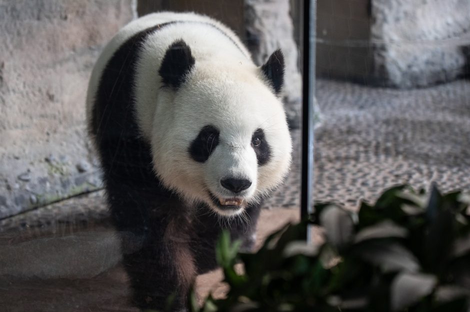 Laukiasi panda Meng Meng: tai yra didžiulė dovana