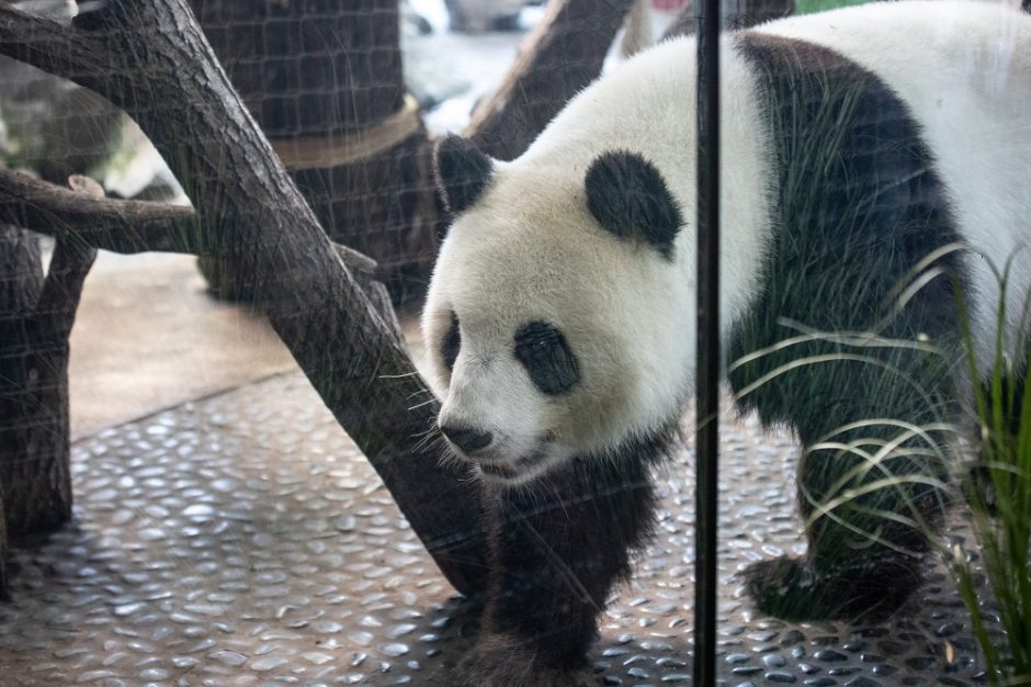 Laukiasi panda Meng Meng: tai yra didžiulė dovana