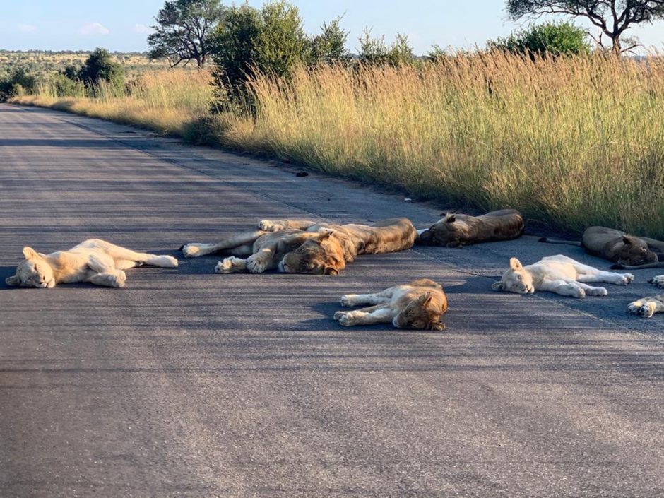 Garsiajame Pietų Afrikos nacionaliniame parke liūtai užkariauja asfaltą