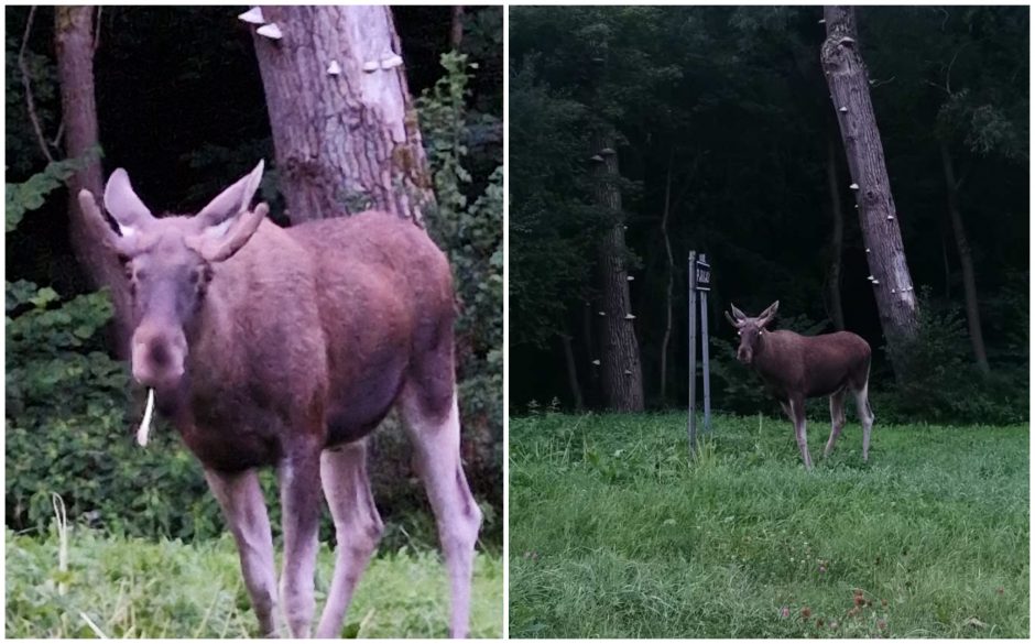 Kaune užfiksavo briedžiuką: kelti aliarmą ar palikti ramybėje?  