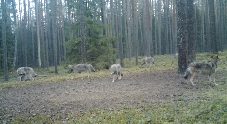 Lietuvos girioje nufilmuota didžiulė vilkų šeima