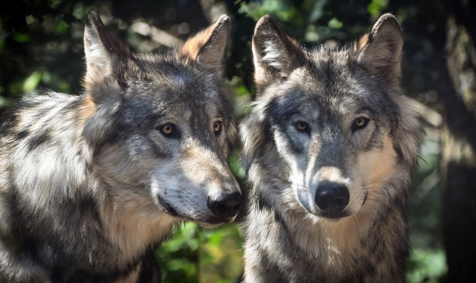 Šį sezoną daugiau nei pusšimčiu ketinama didinti vilkų sumedžiojimo limitą