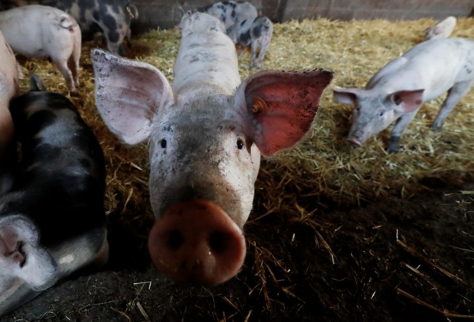 Afrikinio kiaulių maro protrūkiai tęsiasi: nustatyti dar trijų savivaldybių ūkiuose