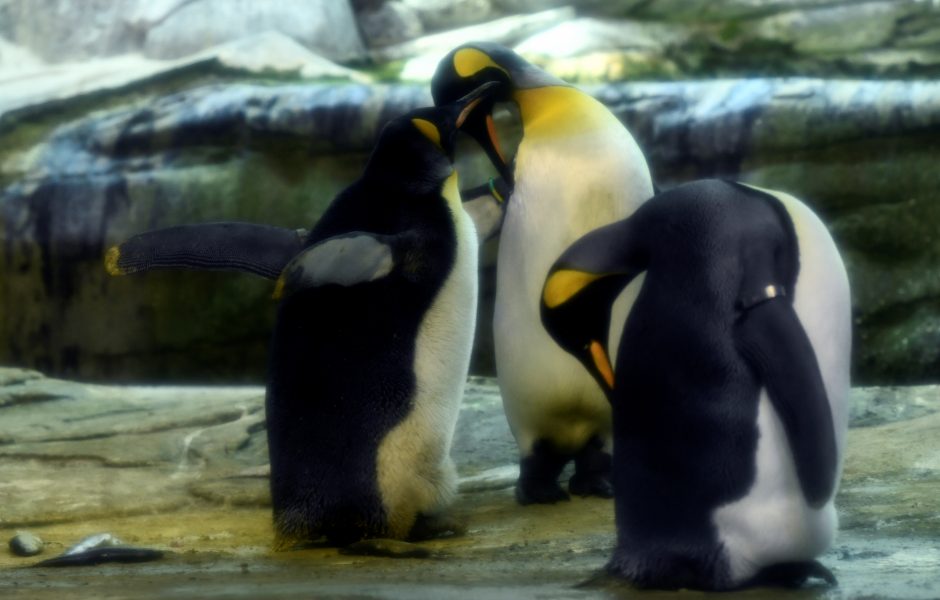 Berlyno zoologijos sode kiaušinį peri homoseksualių pingvinų pora