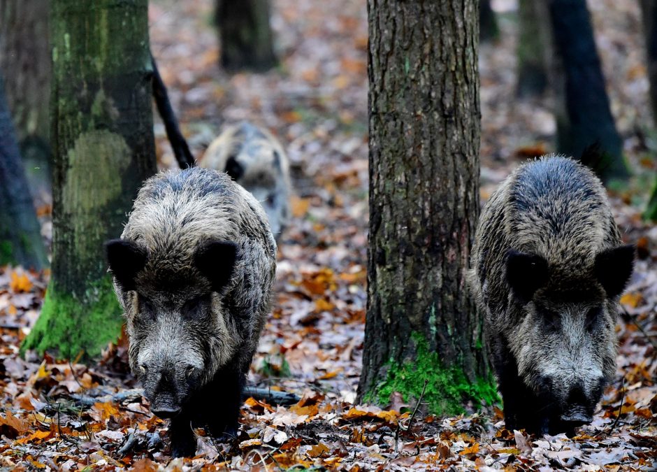 Nuo metų pradžios afrikinis kiaulių maras patvirtintas 569 šernams