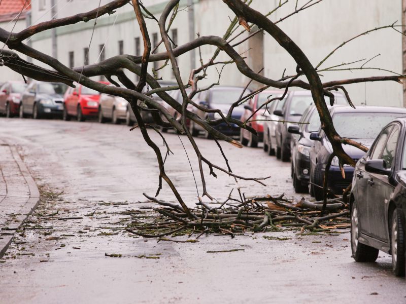 Stipraus vėjo padariniai – ugniagesiai 32 kartus vyko šalinti nuvirtusių medžių