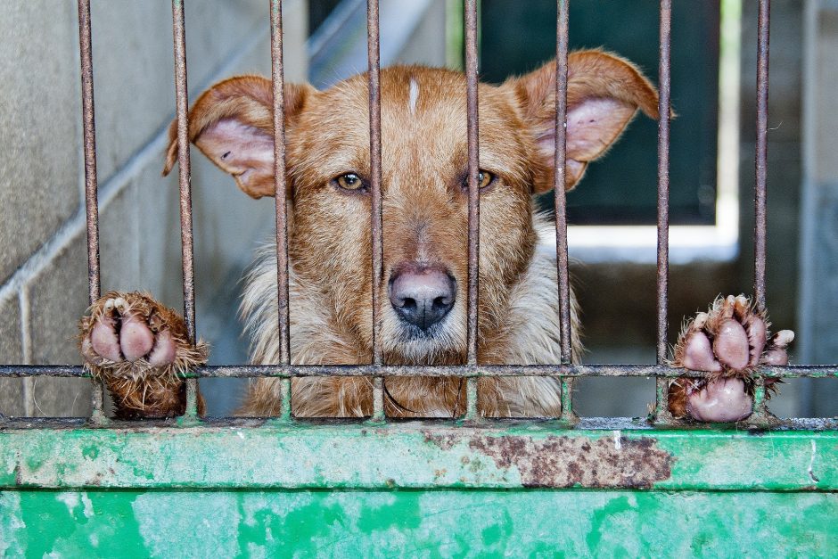 Teismas iš netinkamai veiklą vykdžiusios veisėjos leido konfiskuoti dalį augintinių