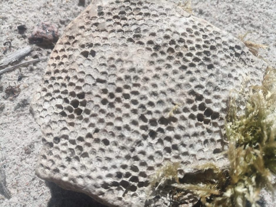 Netikėtas radinys: Karklėje aptikta koralo fosilija