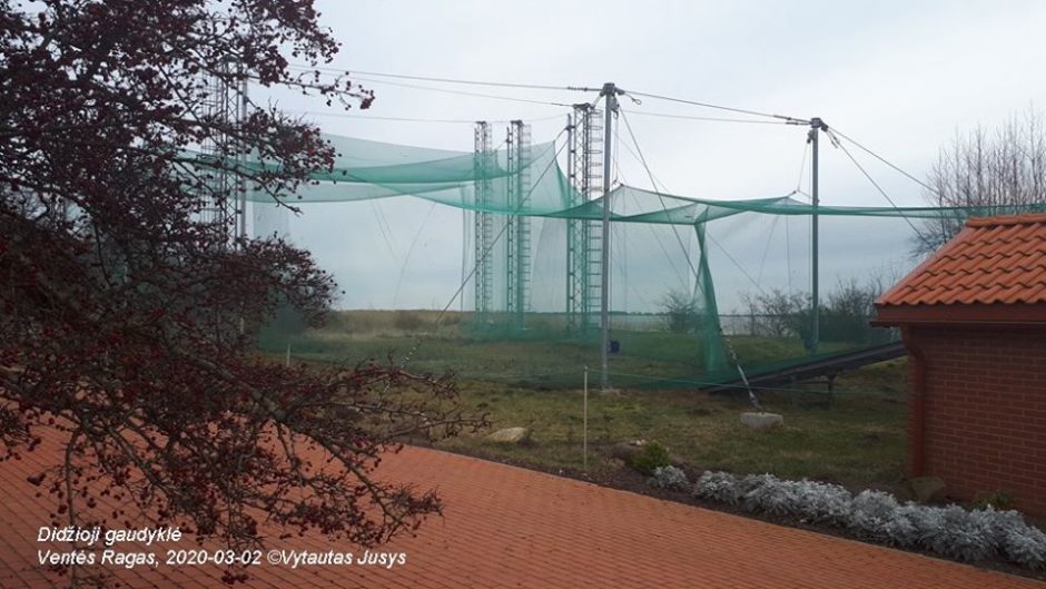 Ventėje keliamos paukščių gaudyklės