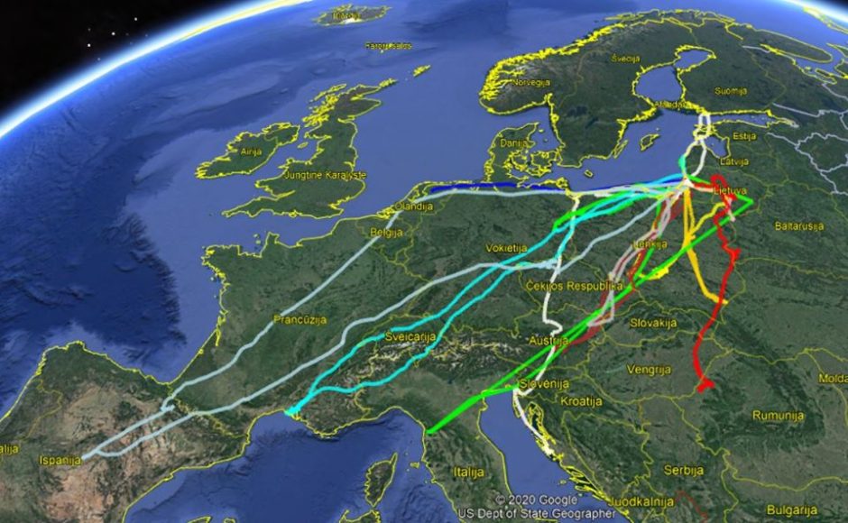 Specialistai nustebę: aiškinasi, kur žiemojo kormoranai