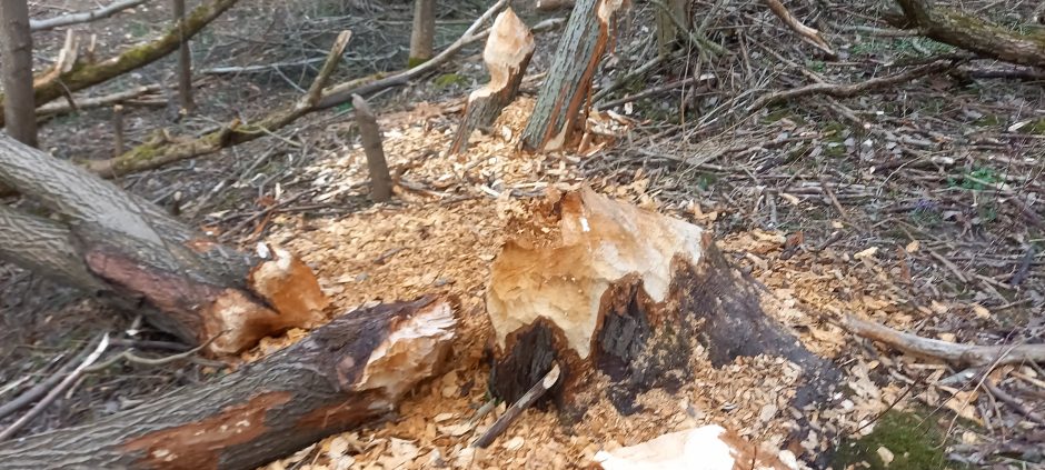 Klaipėdos pakrašty – įspūdinga bebrų užtvanka