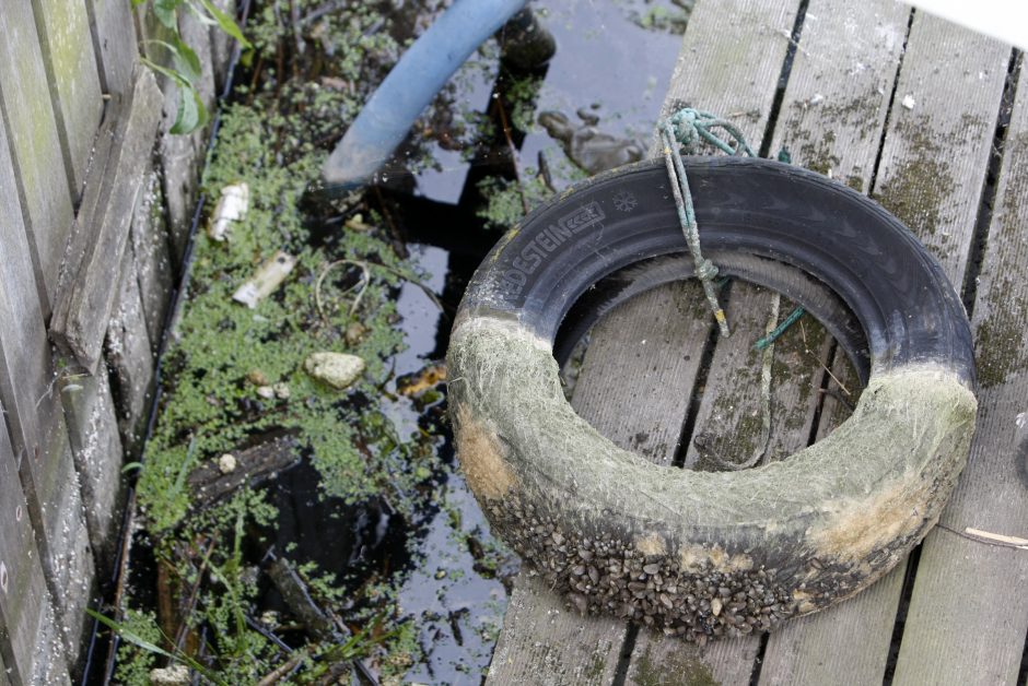 Piliavietės prieplaukos vaizdą gadina dumbliai