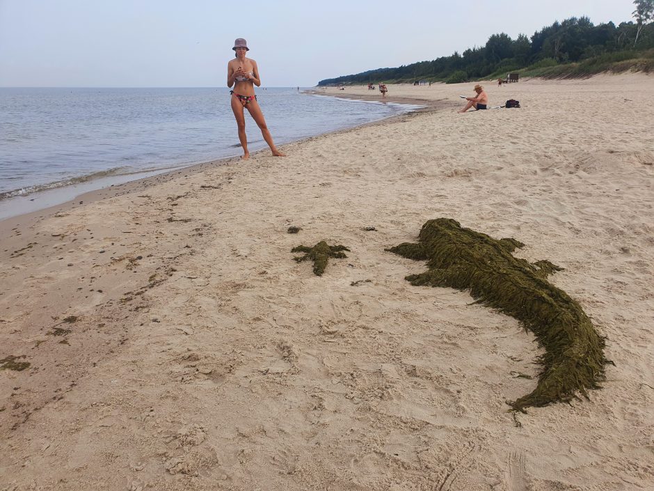 Pajūryje – aikčiojantys poilsiautojai: nustebino pamatyti krokodilai