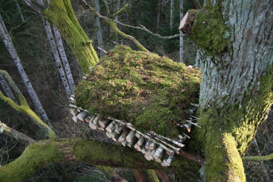 Gelbėjama reta paukščių rūšis: juodiesiems gandrams – nauji dirbtiniai lizdai