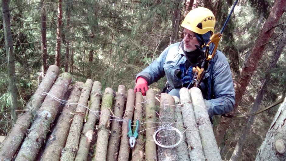 Gelbėjama reta paukščių rūšis: juodiesiems gandrams – nauji dirbtiniai lizdai