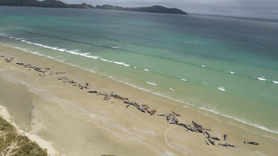 Atokiame Naujosios Zelandijos paplūdimyje žuvo 145 delfinai