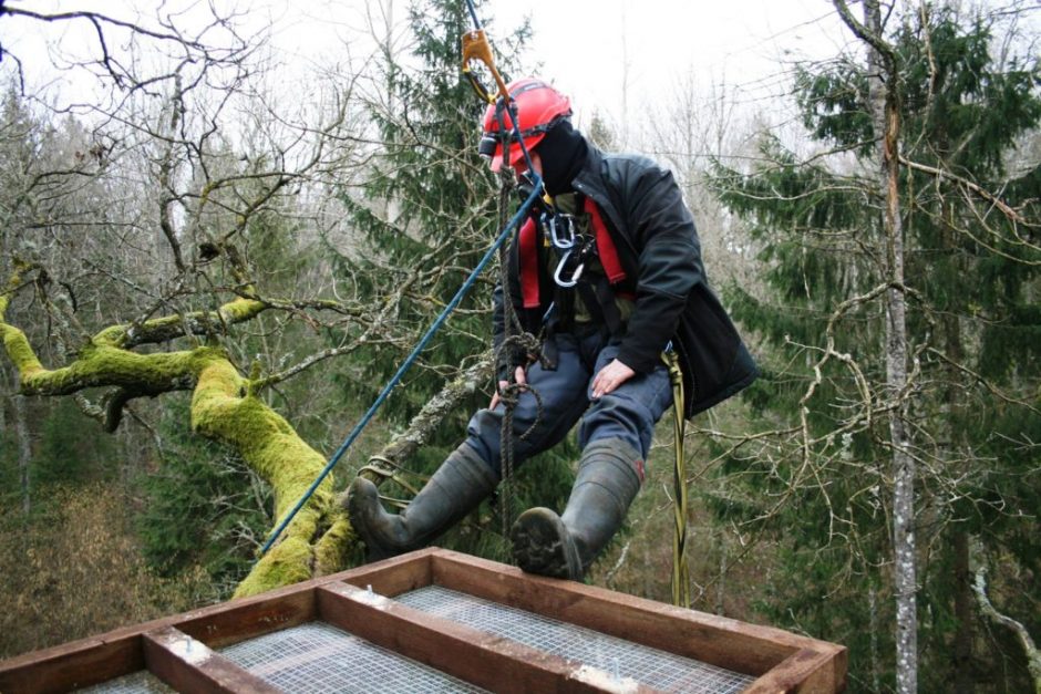 Gelbėjama reta paukščių rūšis: juodiesiems gandrams – nauji dirbtiniai lizdai