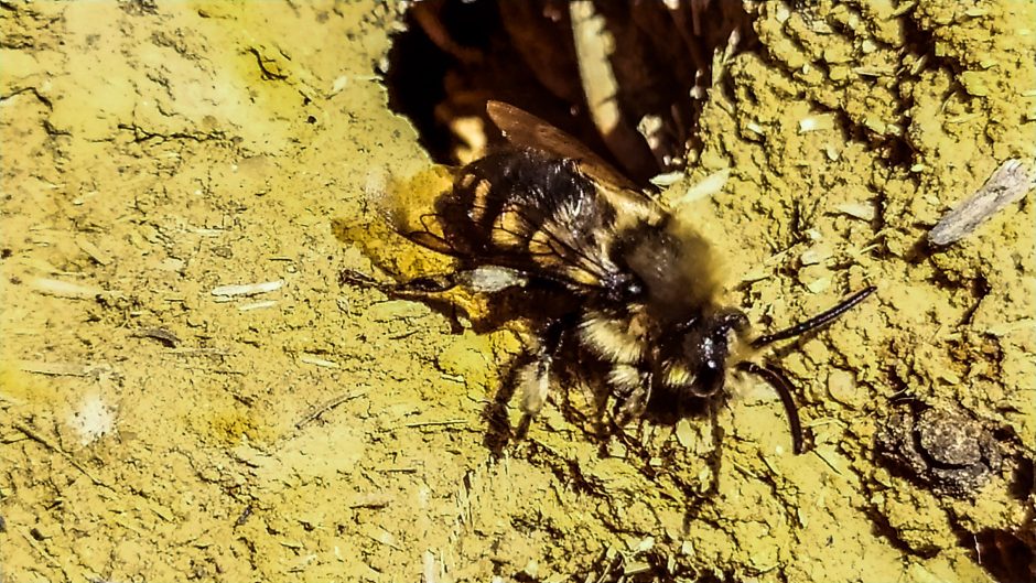 Šimtametės sodybos pamatuose – bitės „gegutės“