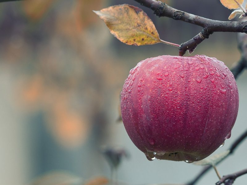 Ar pavasarinės šalnos paveikė obuolių ir uogų supirkimą perdirbimui?