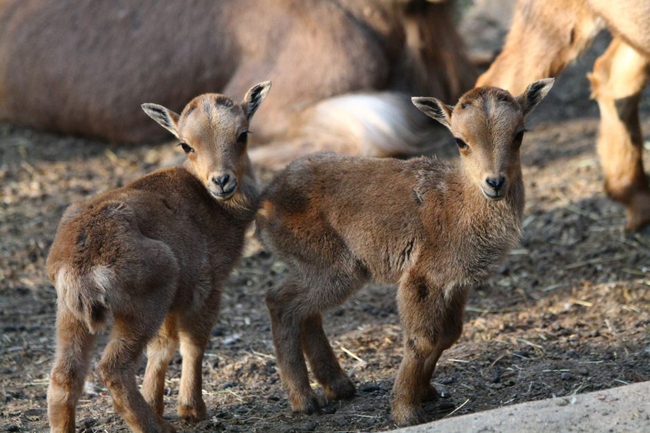 Zoologijos sodas nuotolinėmis transliacijomis minės 82-ojo sezono atidarymą