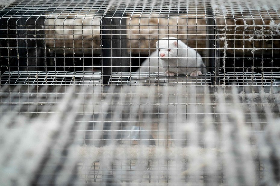 Rietavo savivaldybėje pavogta audinių kailiukų už 100 tūkst. eurų: klausimų daugiau nei atsakymų