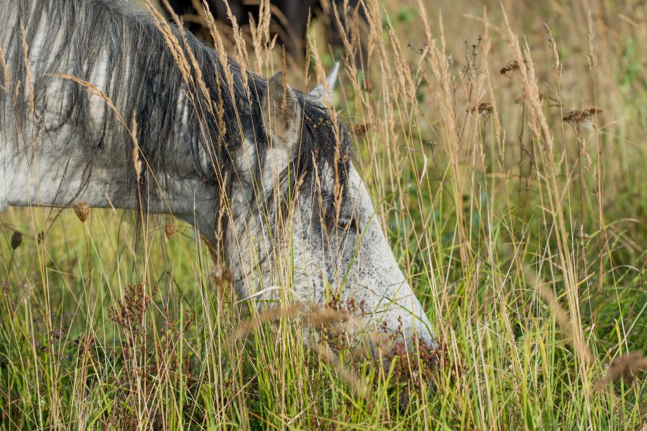 Gyvenimo ir žmonių nuskriausti arkliai ramybę randa „Arklių slėnyje“