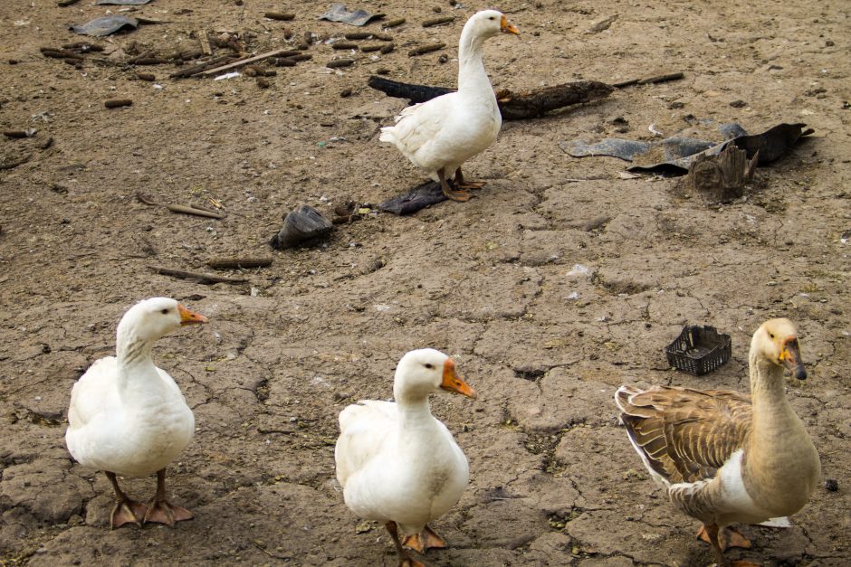 Aptikus paukščių gripą Belgijoje į karantiną uždaryta paukščių pramonė