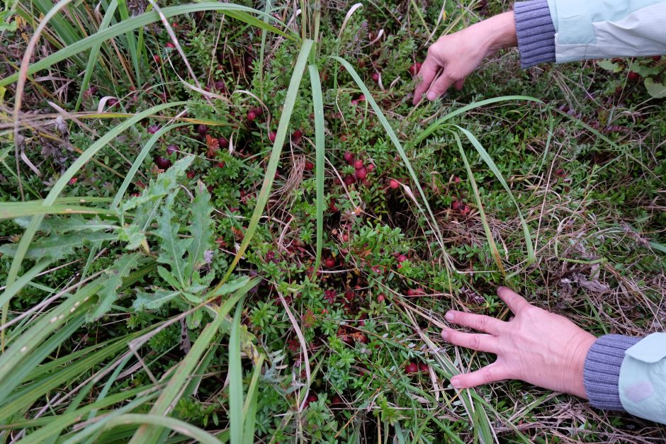 Ekologiškame svarainių ūkyje trūksta tik sveikatos