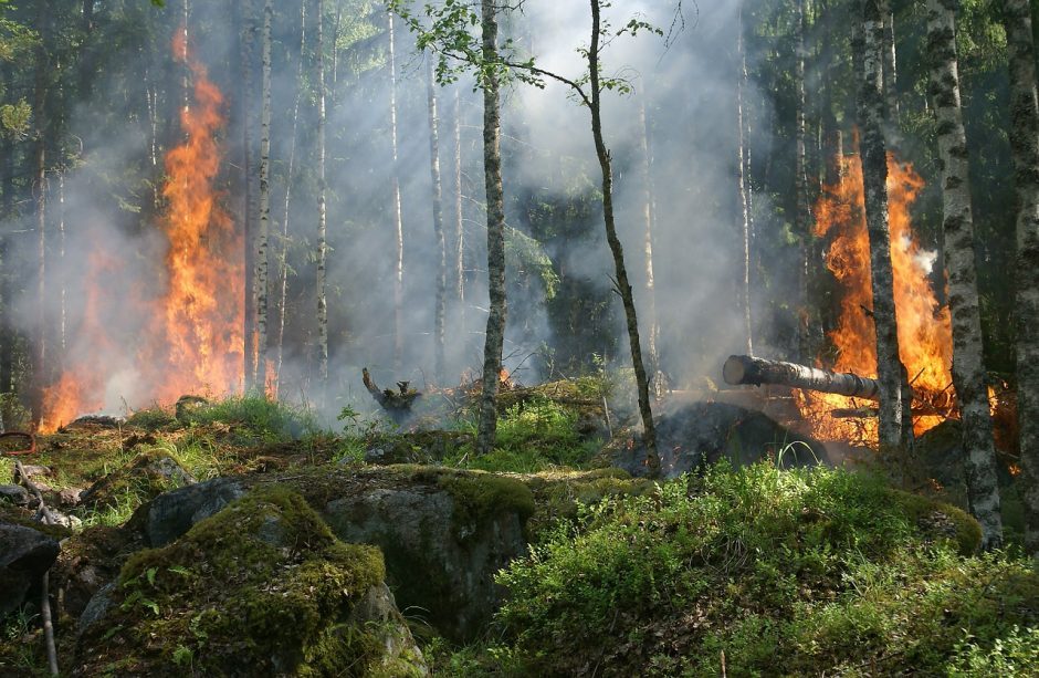 Utenos ir Šiaulių rajonuose dega miškas