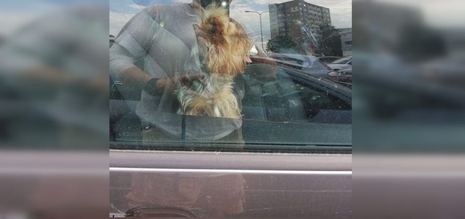 Papiktino neatsakingas elgesys: per karščius automobilyje paliko du šunis