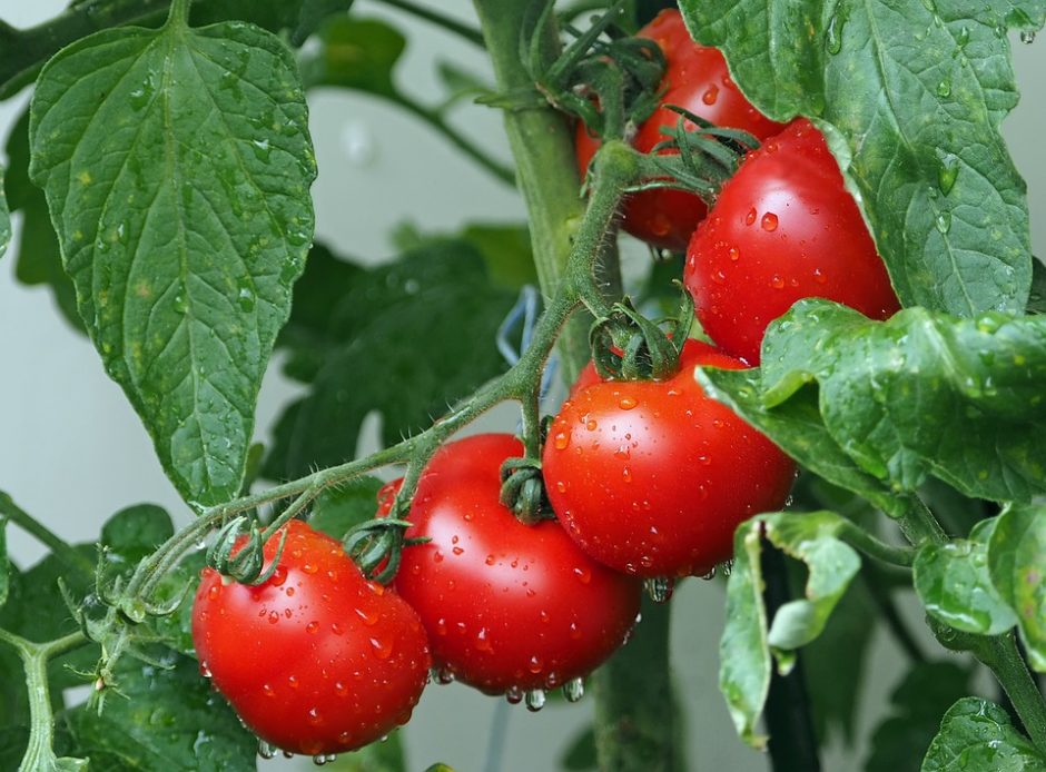 Ar žinojote, kas lemia pomidorų skonį?
