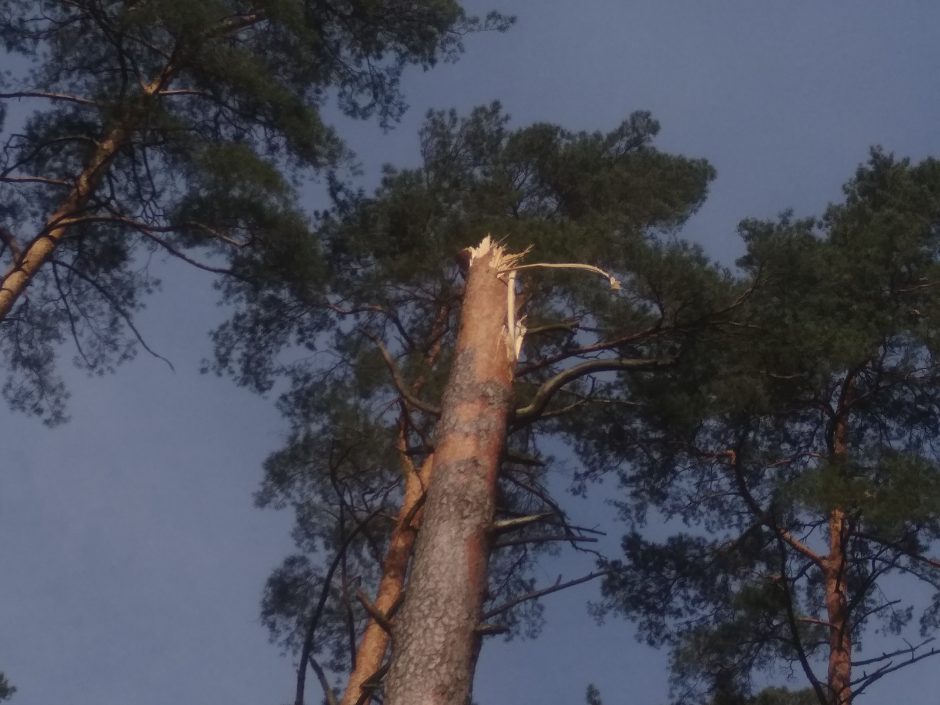 Miškininkai skelbia sutvarkę kovą siautusios audros „Laura“ padarinius