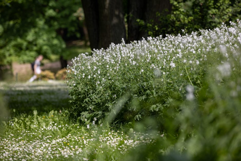 Prieš 10 metų pradėtas Bernardinų sodo rekonstravimo projektas ir šiandien – tikra poilsio oazė