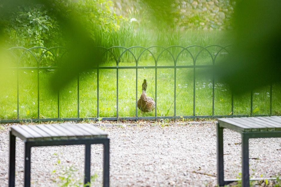 Prieš 10 metų pradėtas Bernardinų sodo rekonstravimo projektas ir šiandien – tikra poilsio oazė