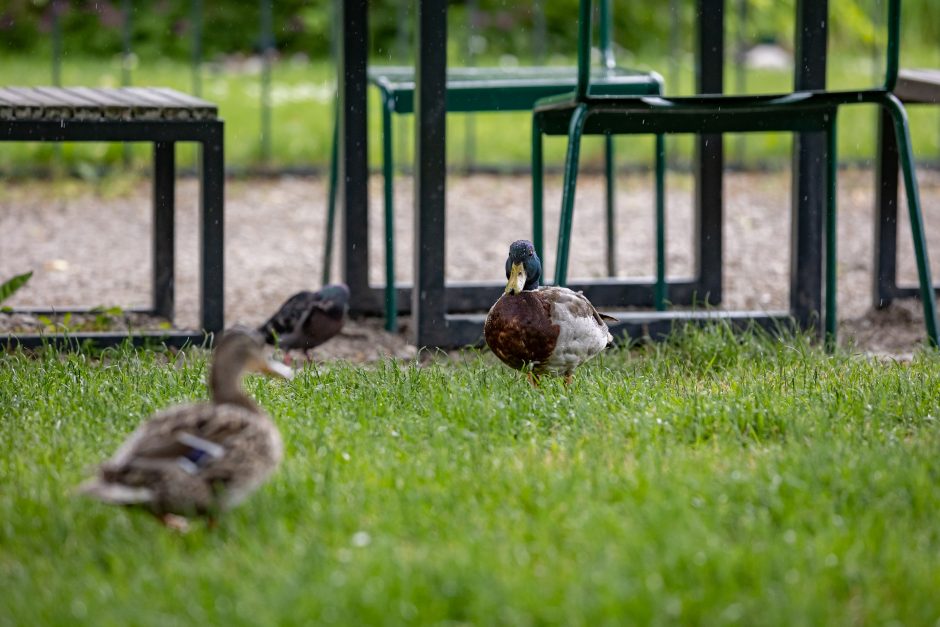 Prieš 10 metų pradėtas Bernardinų sodo rekonstravimo projektas ir šiandien – tikra poilsio oazė