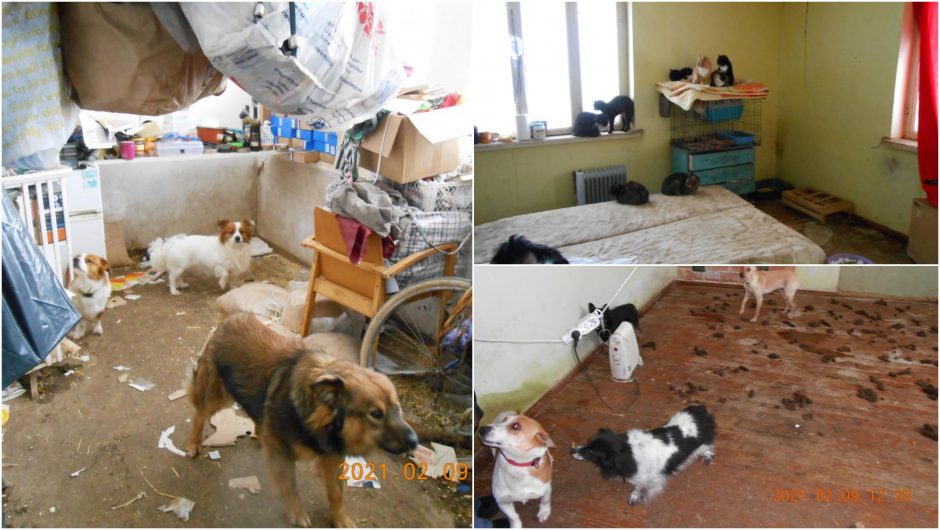Pasvalio rajone rasta daugiau nei pusšimtis neprižiūrėtų šunų ir kačių: gyvūnus paėmė pareigūnai