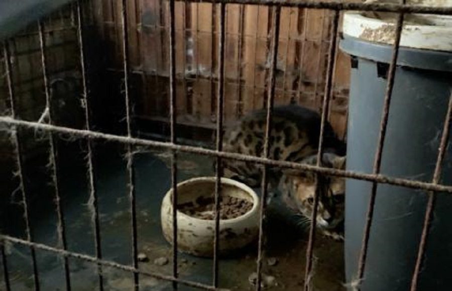 Iš nelegalaus veisėjo Marijampolėje konfiskuoti 37 gyvūnai, skirta 2 tūkstančių eurų bauda