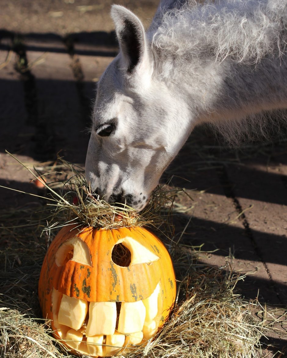 Tradicija: skanusis moliūgadienis Lietuvos zoologijos sodo gyvūnams 