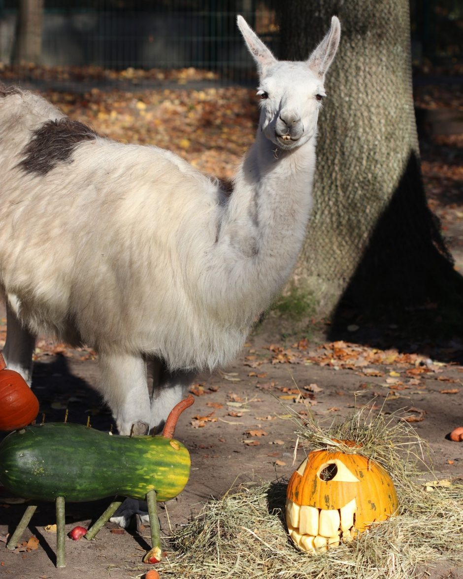 Tradicija: skanusis moliūgadienis Lietuvos zoologijos sodo gyvūnams 