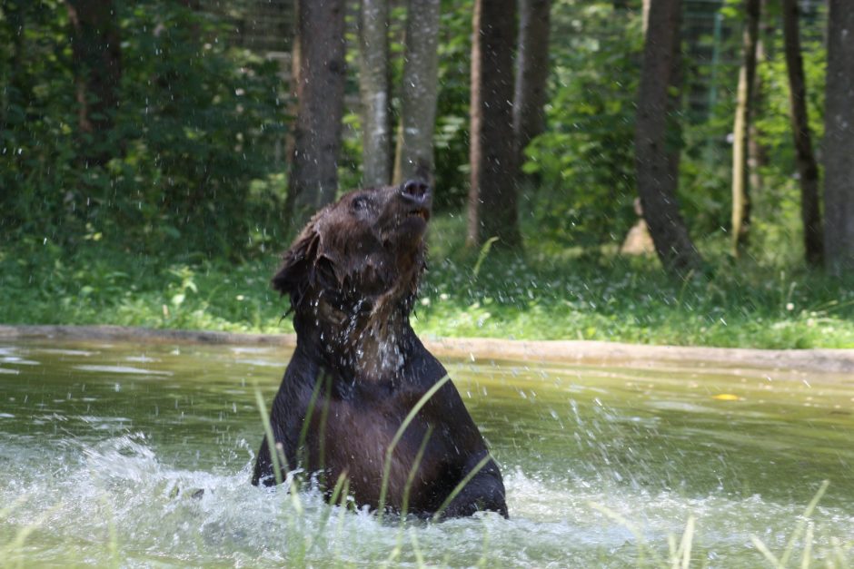 Nauji namai: N. Zobovo meška pratinasi prie parūpinto būsto Vokietijoje