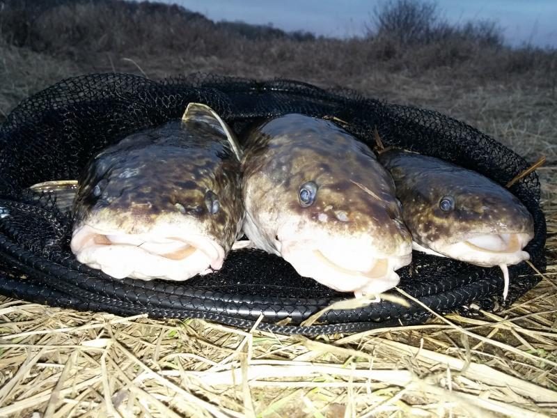 Nuo šiandien žvejoti vėgėles – draudžiama