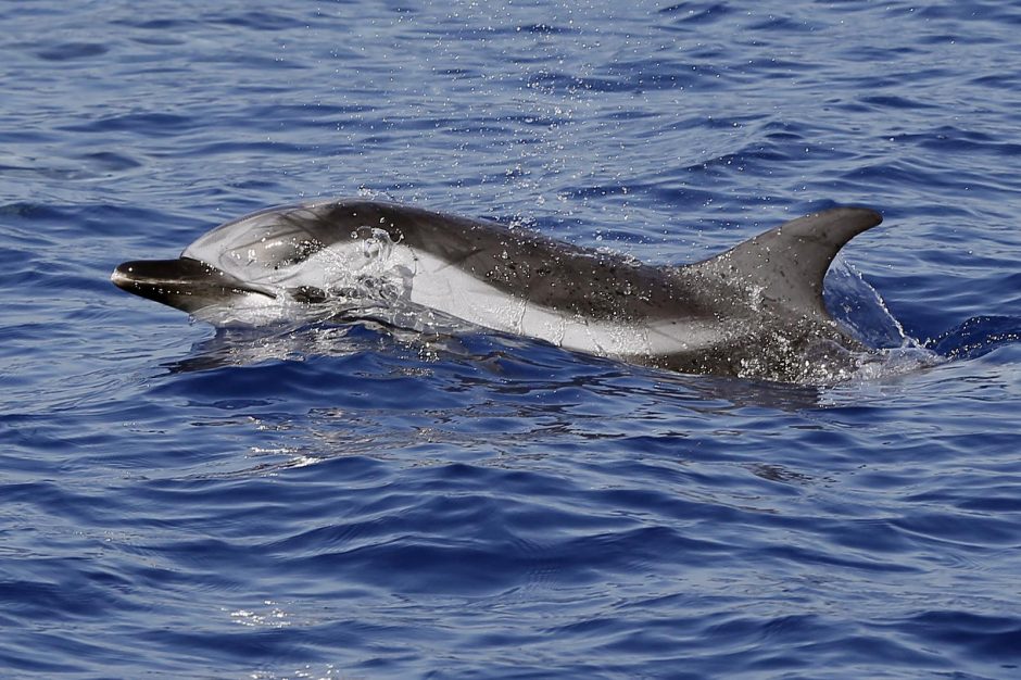 Naujojoje Zelandijoje ant seklumos užplaukė beveik 200 delfinų