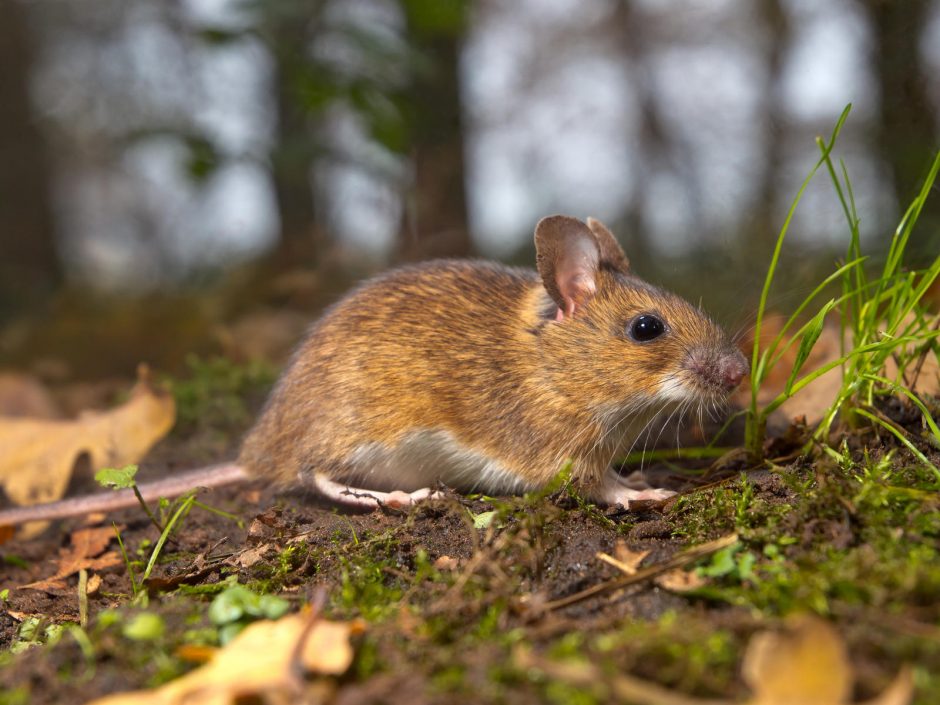 Japonai klonavo peles panaudoję jų šlapimo ląsteles